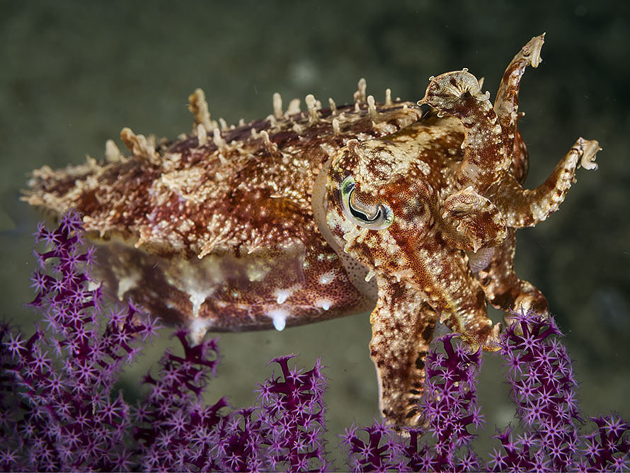 Ascarosepion latimanus